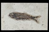 Fossil Fish (Knightia) - Green River Formation #114001-1
